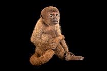 Gray woolly monkey (Lagothrix cana) male juvenile, sitting holding its tail, portrait, Mantenedor da Fauna Silvestre Cariua, Manaus, Brazil. Captive.