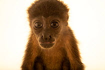 Golden-mantled howler monkey (Alouatta palliata palliata) juvenile, portrait, Centro de Rescate Las Pumas, Canas, Costa Rica. Captive.