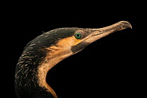 White-breasted cormorant (Phalacrocorax lucidus) head portrait, Audubon Zoo. Captive, occurs in Africa.