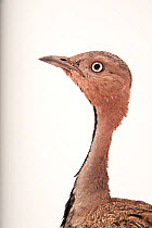 Buff-crested bustard (Lophotis gindiana) head portrait, Columbus Zoo. Captive, occurs in East Africa.