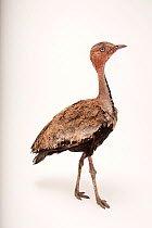Buff-crested bustard (Lophotis gindiana) portrait, Columbus Zoo. Captive, occurs in East Africa.