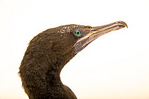 Little black cormorant (Phalacrocorax sulcirostris) head portrait, Taman Safari, Indonesia. Captive.