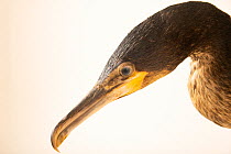 Great cormorant (Phalacrocorax carbo) head portrait, Hessilhead Wildlife Rescue, Scotland. Captive.