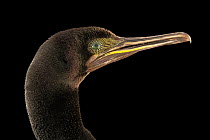 Socotra cormorant (Phalacrocorax nigrogularis) head portrait, Dubai Safari Park, United Arab Emirates. Captive.