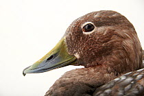 Flying steamer duck (Tachyeres patachonicus) head portrait, Sylvan Heights Bird Park. Captive, occurs in southern South America.