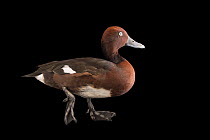 Ferruginous duck (Aythya nyroca) male, portrait, Sylvan Heights Bird Park. Captive.
