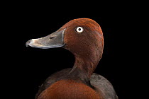 Ferruginous duck (Aythya nyroca) male, head portrait, Sylvan Heights Bird Park. Captive.