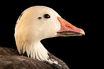 Lesser snow goose (Anser caerulescens caerulescens) blue phase, head portrait, Pinola Conservancy, USA. Captive.
