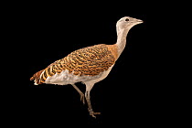 Great bustard (Otis tarda tarda) portrait, Tierpark Berlin, Germany. Captive.