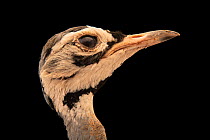White-bellied bustard (Eupodotis senegalensis erlangeri) head portrait, Zoo Berlin. Captive, occurs in Africa.