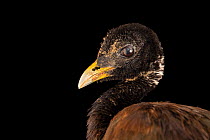Green-winged trumpeter (Psophia viridis) head portrait, Mantenedor da Fauna Silvestre Cariua, Brazil. Captive.
