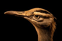 Arabian bustard (Ardeotis arabs) head portrait, National Avian Research Center, UAE. Captive.