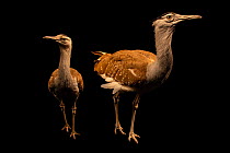 Arabian bustards (Ardeotis arabs) pair, male larger than the female, portrait, National Avian Research Center, UAE. Captive.