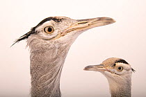 Arabian bustards (Ardeotis arabs) pair, male larger than the female, head portrait, National Avian Research Center, UAE. Captive.