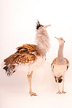 Arabian bustards (Ardeotis arabs) pair, male larger than the female, portrait, National Avian Research Center, UAE. Captive.