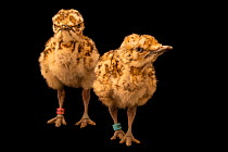 Two MacQueen's bustard (Chlamydotis macqueenii) chicks, aged four days, portrait, National Avian Research Center, UAE. Captive.