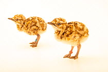 Two MacQueen's bustard (Chlamydotis macqueenii) chicks, aged four days, portrait, National Avian Research Center, UAE. Captive.