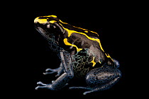 Dyeing poison dart frog (Dendrobates tinctorius) 'Bakhuis' morph, portrait, Josh's Frogs. Captive, occurs in northern South America.
