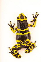 Yellow-banded poison dart frog (Dendrobates leucomelas)  '1996 Import' morph, portrait, Josh's Frogs. This individual is is part of specific line of leucomelas that was imported to the United Sta...