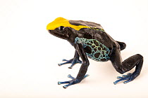 Dyeing poison dart frog (Dendrobates tinctorius) 'Brazilian Yellow Head' morph, portrait, Josh's Frogs. Captive, occurs in northern South America.