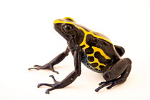 Dyeing poison dart frog (Dendrobates tinctorius) 'French Guiana Dwarf Cobalt' morph, portrait, Josh's Frogs. Captive, occurs in northern South America.