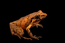 Bransford's litter frog (Craugastor bransfordii) portrait, from the wild, Tapir Valley, Costa Rica.