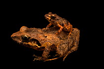 Bransford's litter frog (Craugastor bransfordii) carrying juvenile on back, from the wild, Tapir Valley, Costa Rica.