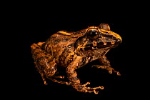Common rain frog (Craugastor fitzingeri) portrait, from the wild, Tapir Valley, Costa Rica.