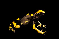 Dyeing poison dart frog (Dendrobates tinctorius) portrait, Antwerp Zoo. Captive, occurs in northern South America.