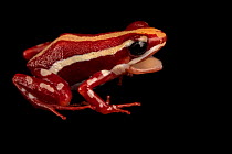 Anthony's poison arrow frog (Epipedobates anthonyi) 'Santa Isabel' morph, portrait, Josh's Frogs. Captive, occurs in Ecuador and Peru.