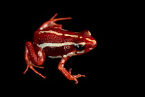 Anthony's poison arrow frog (Epipedobates anthonyi) 'Zarayunga' morph, portrait, Josh's Frogs. Captive, occurs in Ecuador and Peru.