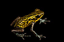 Strawberry poison frog (Oophaga pumilio) 'Rambala' morph, portrait, Josh's Frogs. Captive, occurs in Central America.