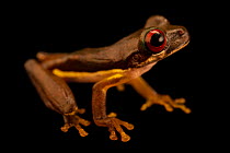 Rufous-eyed brook tree frog (Duellmanohyla rufioculis) portrait, from the wild, Tapir Valley, Cost Rica.