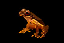 Rufous-eyed brook tree frog (Duellmanohyla rufioculis) portrait, from the wild, Tapir Valley, Cost Rica.