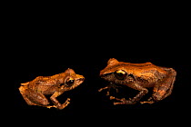 Pygmy rain frog (Pristimantis ridens) pair, female on the right, portrait, from the wild, Tapir Valley, Costa Rica.