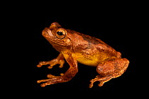 Mahogany tree frog (Tlalocohyla loquax) portrait, from the wild, Tapir Valley, Costa Rica.