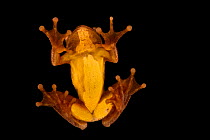Mahogany tree frog (Tlalocohyla loquax) portrait, ventral view,  from the wild, Tapir Valley, Costa Rica.