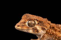 Helmeted gecko (Tarentola chazaliae) male, head portrait, Josh's Frogs. Captive, occurs in northwest Africa.