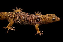 Union Island gecko (Gonatodes daudini) portrait, Oakland Zoo. Captive, occurs in Union Island, Saint Vincent and the Grenadines.Critically endangered.