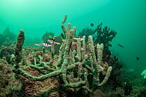 Three Mimic filefish (Paraluteres prionurus) hiding among a green unidentified sponge in the turbid waters adjacent to Suva Habrour, one of the busiest industrial ports in Fiji, Suva, Viti Levu, Fiji,...