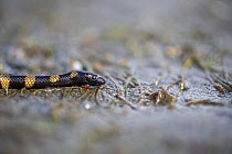 Cogger's sea snake (Hydrophis coggeri) resting on the sand at low tide, Suva, Fiji.