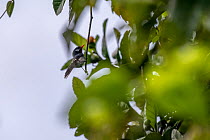 Chestnut-throated flycatcher (Myiagra castaneigularis whitneyi) perched in tree, Namosi Province, Viti Levu, Fiji.
