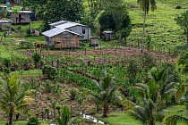 A small traditional village with small-scale subsistence and artisinal agriculture with mainly Dalo / Taro (Colocasia esculenta) plants, a staple food crop in Fiji, Namosi Province, Viti Levu, Fiji. J...