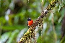 Pacific robin (Petroica pusilla) male, perched on lichen covered branch, Namosi Province, Viti Levu, Fiji.