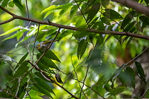 Silvereye / Wax-eye (Zosterops lateralis) perched on a branch, Colo-i-Suva Rainforest Park, Viti Levu, Fiji.
