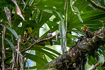 Chestnut-throated flycatcher (Myiagra castaneigularis whitneyi) perched on branch, Colo-i-Suva Rainforest Park, Viti Levu, Fiji.