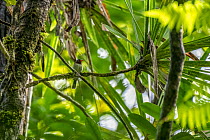 Chestnut-throated flycatcher (Myiagra castaneigularis whitneyi) perched in tree, Colo-i-Suva Rainforest Park, Viti Levu, Fiji.