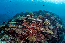 High coral cover at Rainbow Reef located in the nutrient-rich Somosomo Strait between Taveuni Island and Vanua Levu, Fiji, Pacific Ocean.