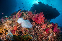 An entirely bleached Anemone (Actiniaria) among colorful and non-bleached soft corals, Rainbow Reef, Somosomo Strait, Fiji, Pacific Ocean.