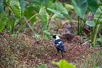 Australian magpie (Gymnorhina tibicen) foraging on farmland, Tavunei, Fiji.